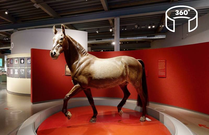 Innenansicht der Ausstellung des Westfälisches Pferdemuseums in Münster